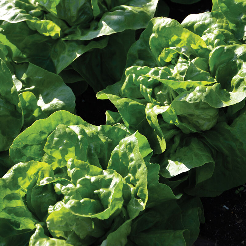 Seedling Bundle - Lettuce Mix (Spring)