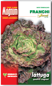 Lettuce Quattro Stagioni (79-5)