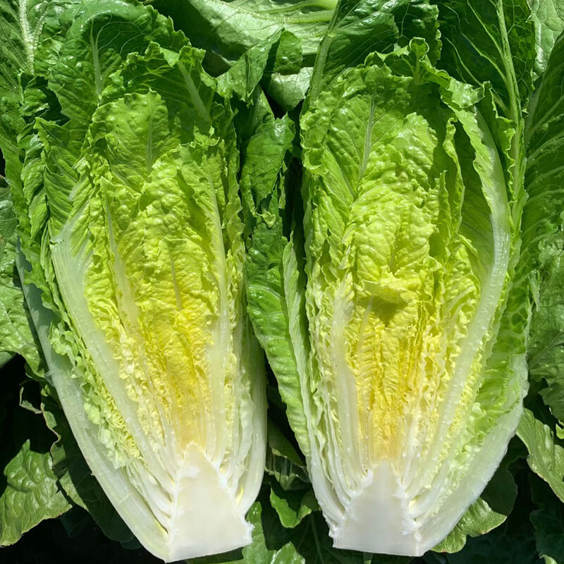 Seedling Bundle - Lettuce Mix (Spring)