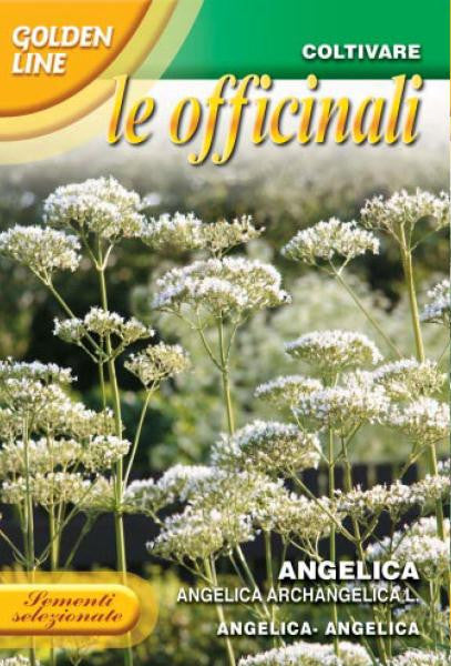 angelica plant seeds The Heirloom Seed Store Italian Heirloom Herb