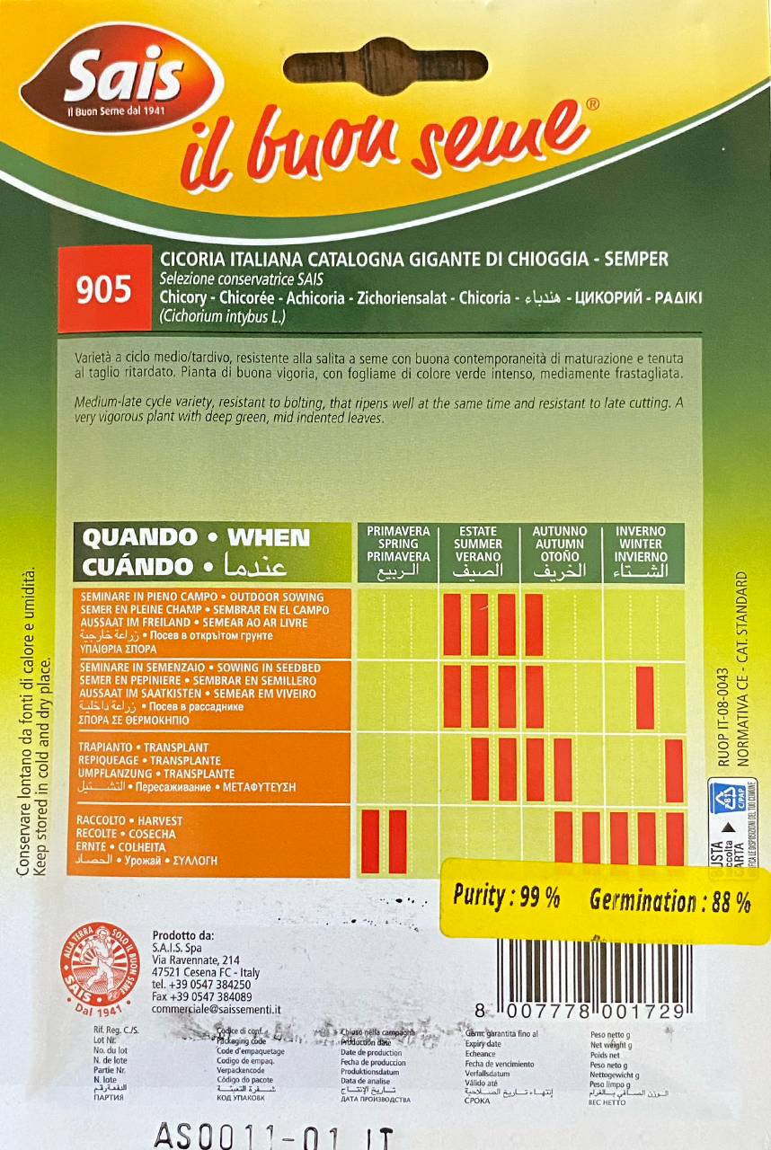 Chicory Catalognia Gigante di Chioggia - Semper (40-905)