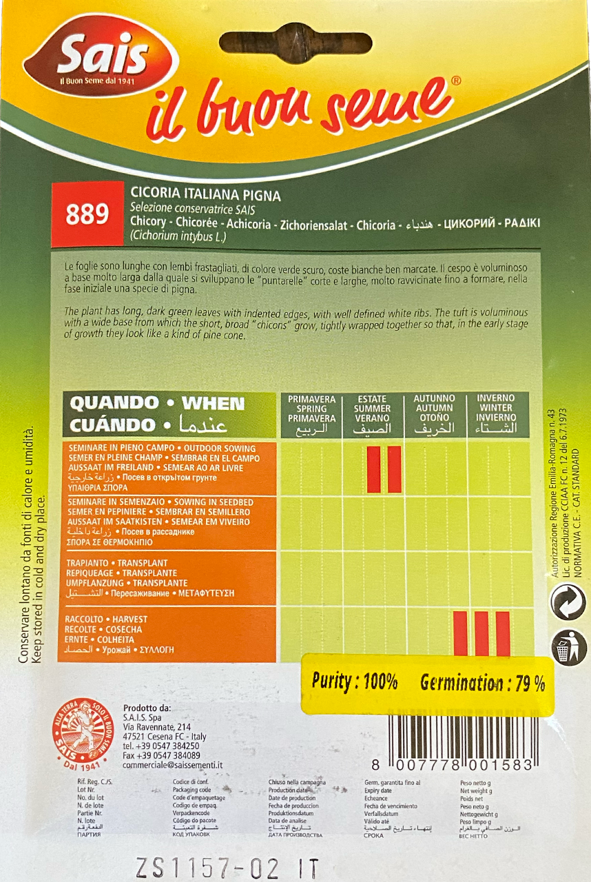 Chicory Italiana Pigna (40-889)