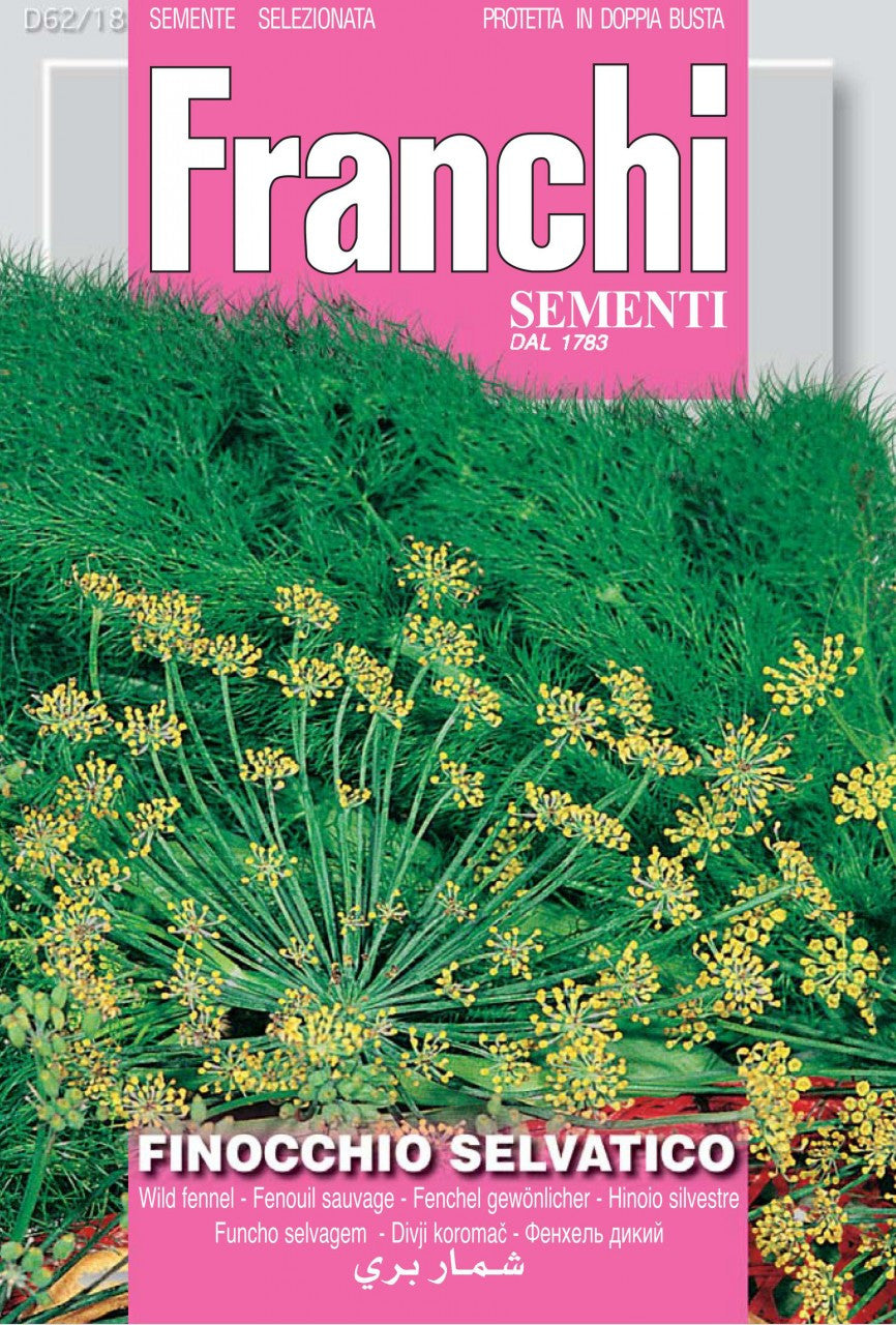 Wild Fennel (Flowering) / Finocchio Selvatico (62-18)