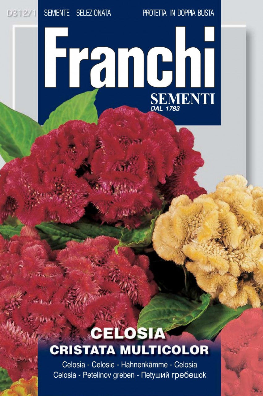Crested Celosia (312-1)