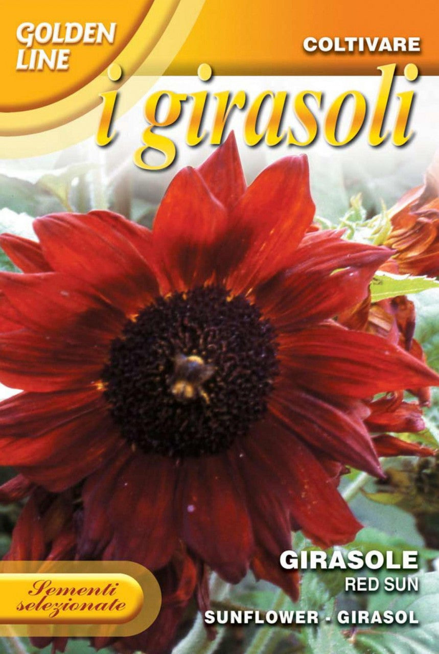 full sun flower seeds Sunflower Red Sun (329-6) – Seeds from Italy