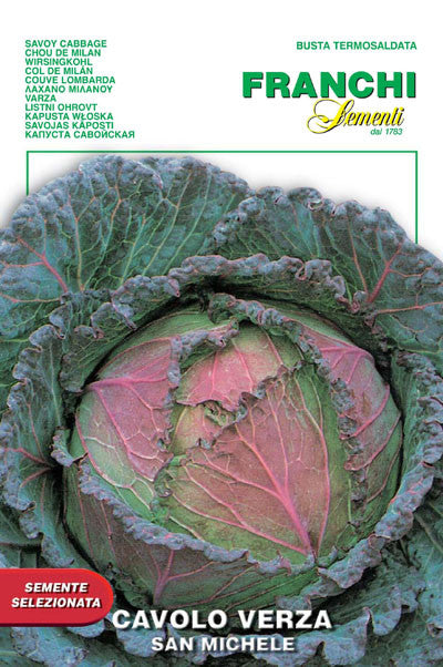 Cabbage - San Michele (33-15)