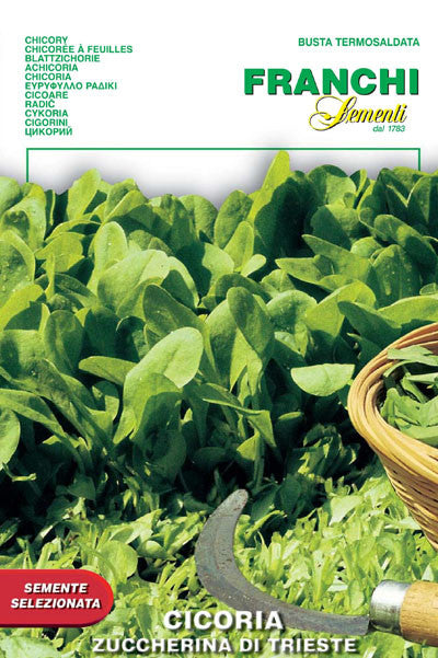 chicory plant seeds Chicory Zuccherina di Trieste (40-18) – Seeds from Italy
