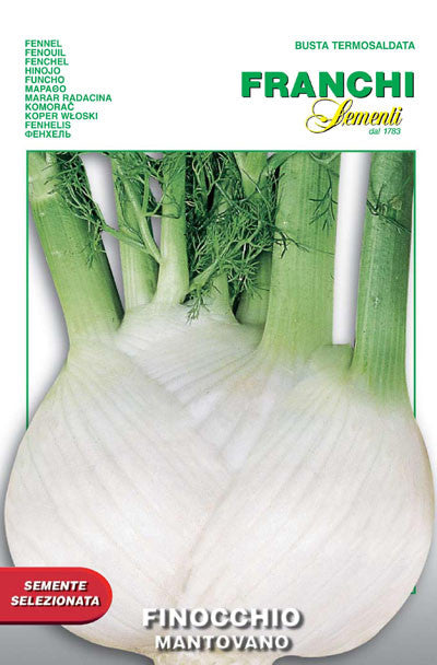 where to buy fennel seeds for planting Fennel Finocchio Mantovano (62-6) – Seeds from Italy