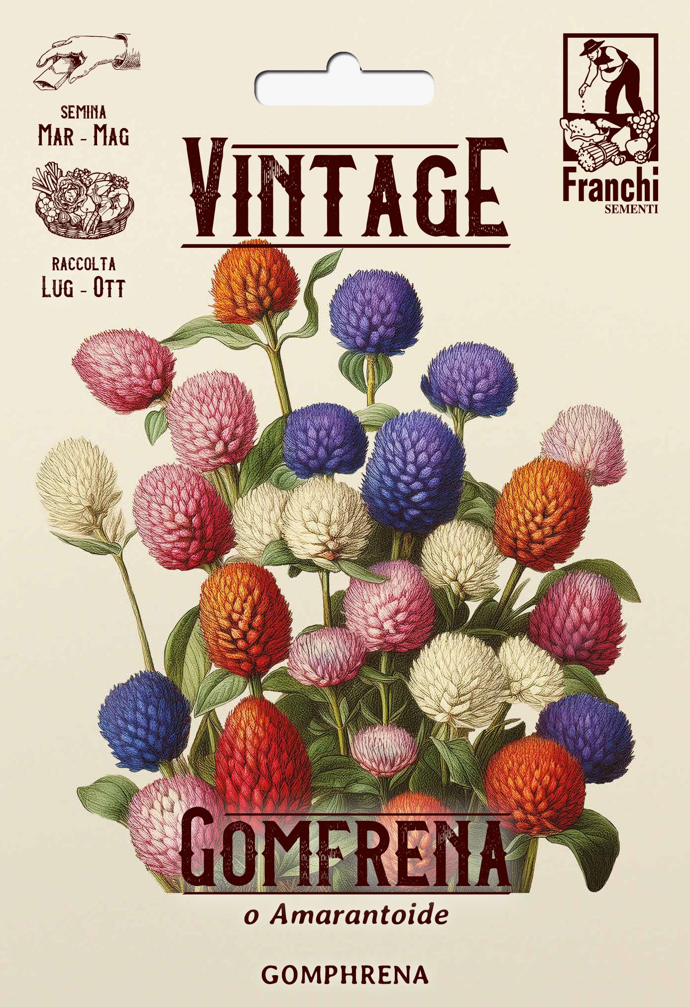 Vintage 1928 Gomphrena or Globe Amaranth