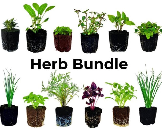 herb seeds for indoor garden Herb Seedling Bundle – Seeds from Italy