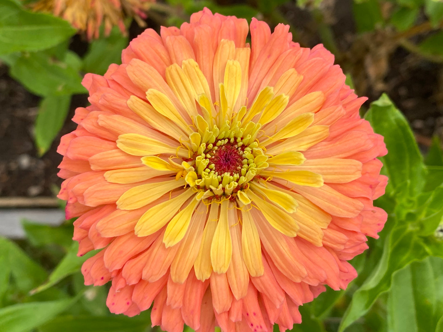 Prairie Peach Zinnia