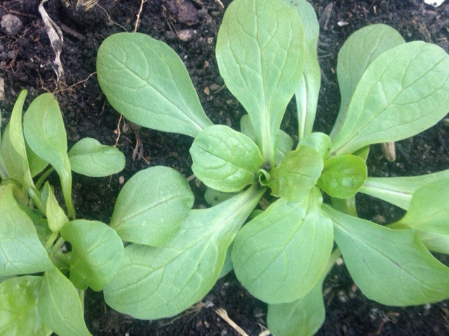 Valeriana d'Olanda forms small rosettes of delicate leaves, and it can withstand very cold temperatures without protection.