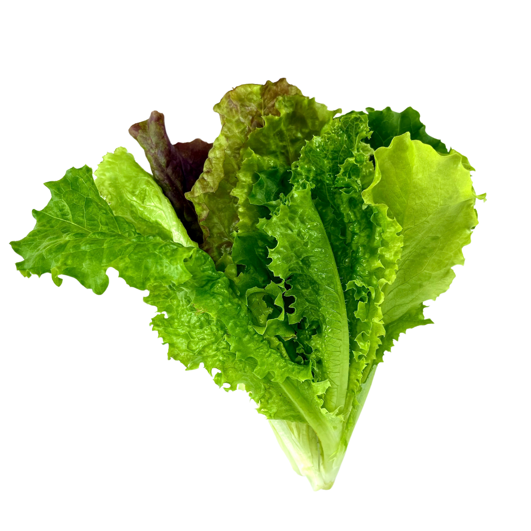 Seedling Bundle - Lettuce Mix (Spring)