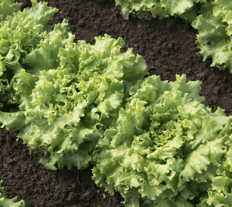 Seedling Bundle - Lettuce Mix (Spring)