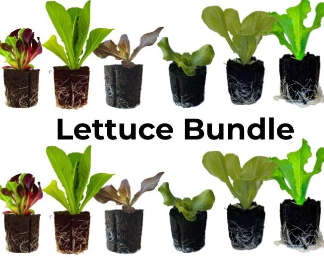 Seedling Bundle - Lettuce Mix (Spring)
