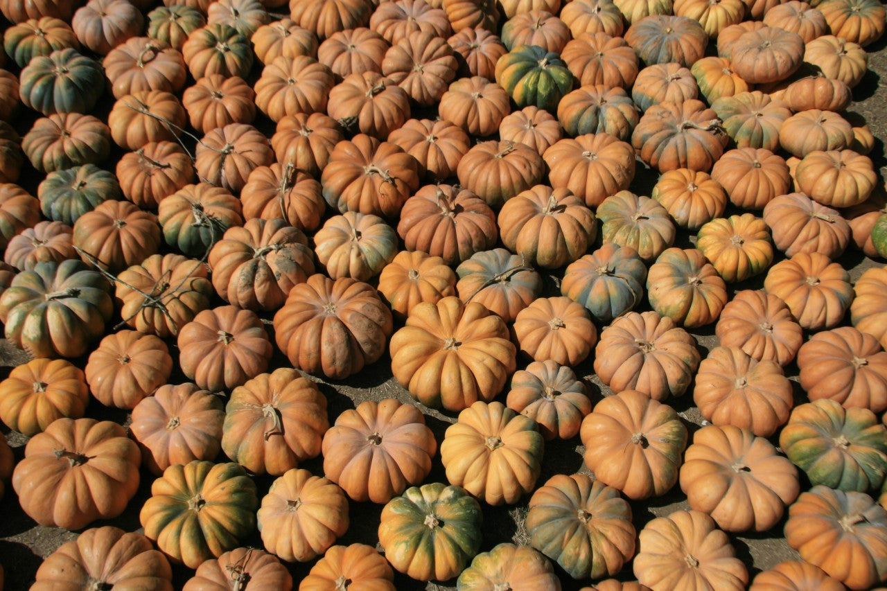 Fall Harvest Moscade de Provence - Mariquita Farm
