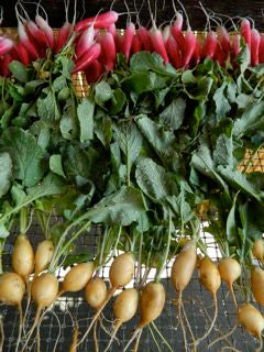 Radish Flamboyant at top, Zlata below. Ours are not as bright yellow as the packet photo, but they are delicious and not pithy.