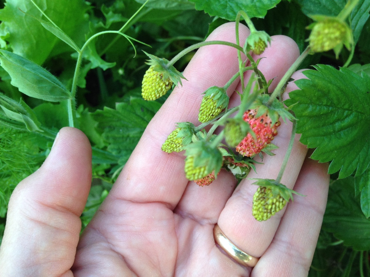 Copious, small, very-sweet berries. Lawrence, Kansas