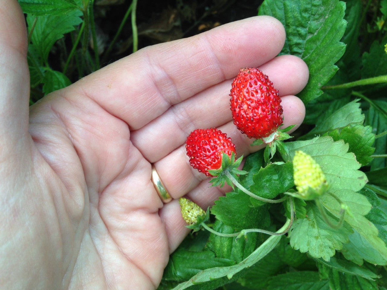 Early June, Lawrence, Kansas