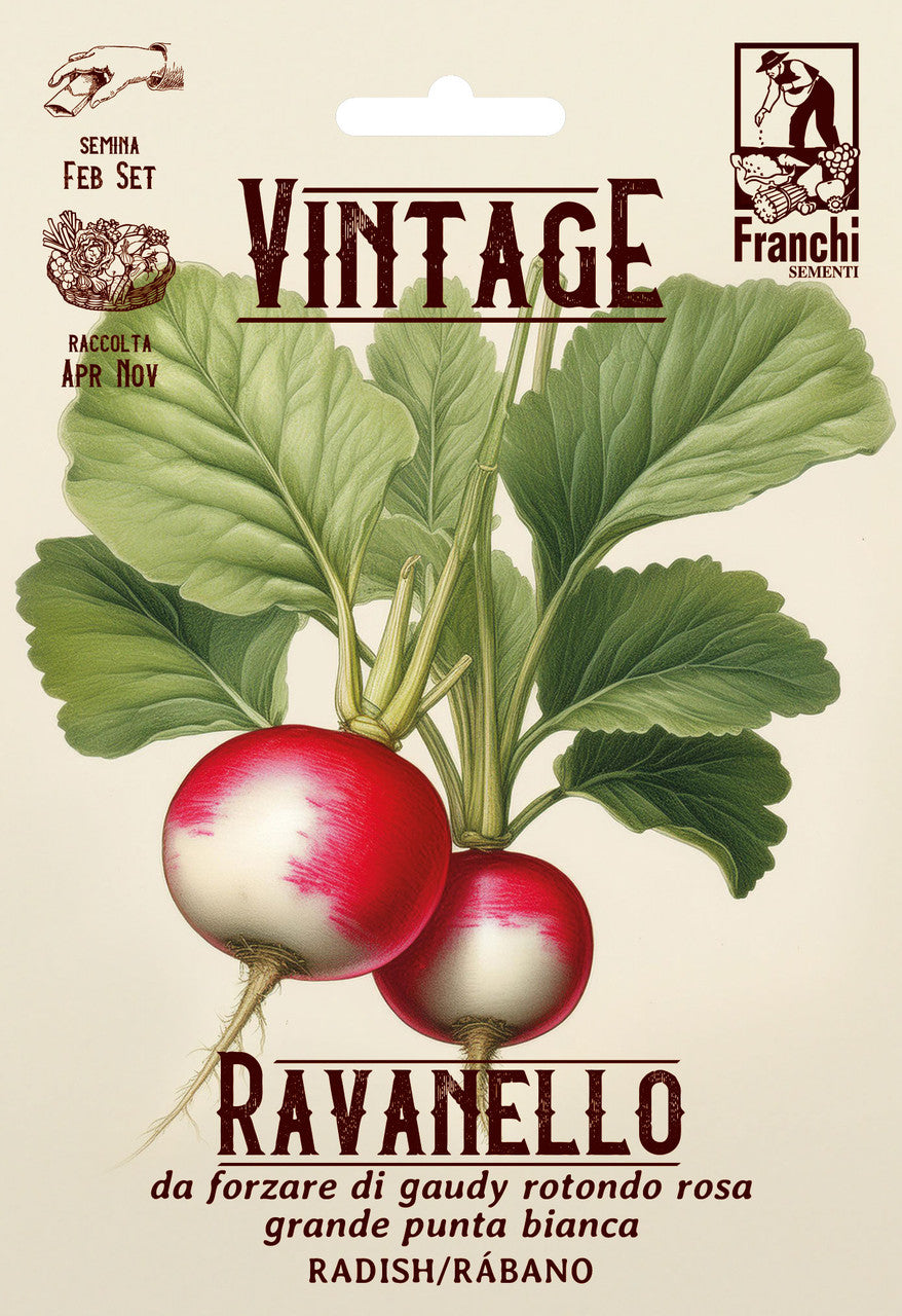 Vintage Radish da Forzare di Gaudry Rotonda Rossa Grande a Punta Bianca