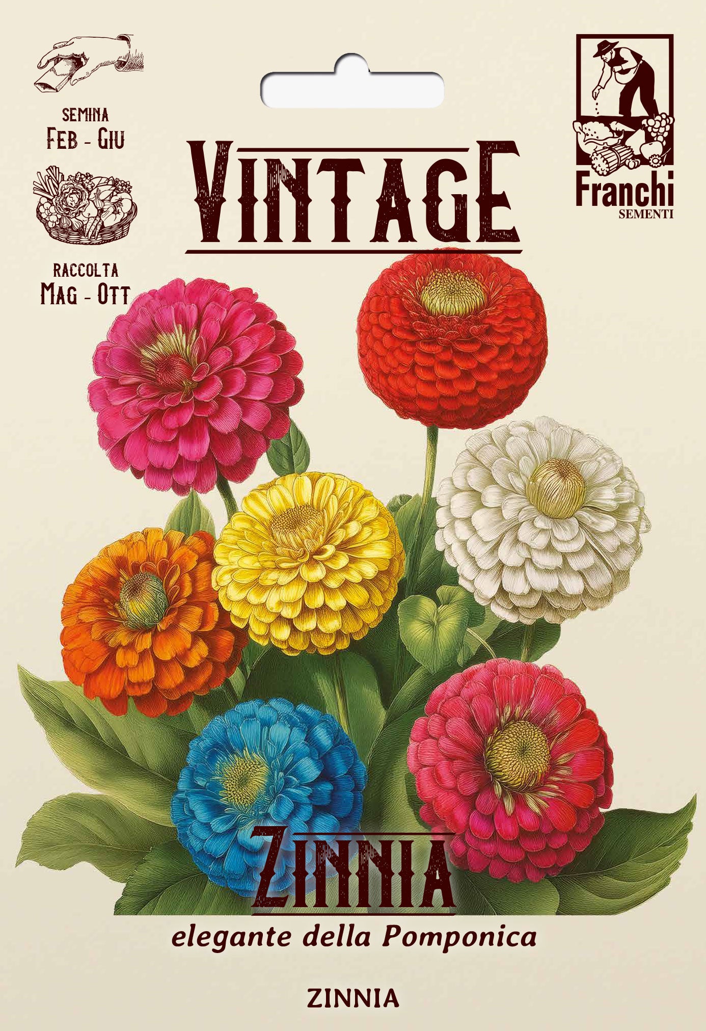 Vintage 1928 Zinnia Elegante della Pomponica or Old Maid