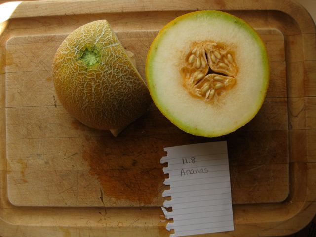 An Ananas melon grown by Holly Dumont. Brix of 11.8. Very sweet.