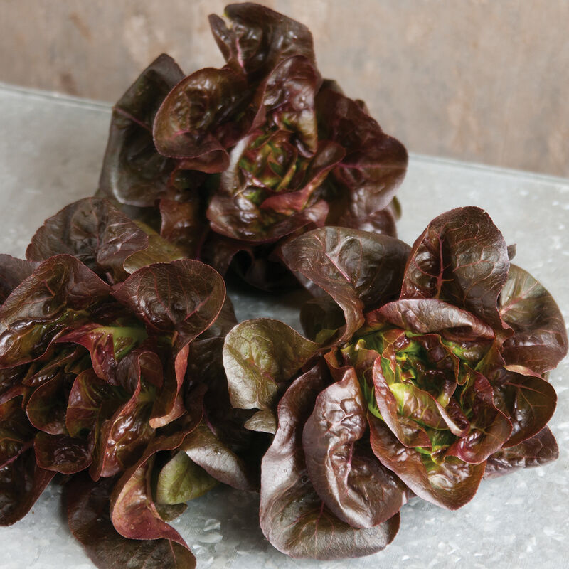 Seedling Bundle - Lettuce Mix (Spring)