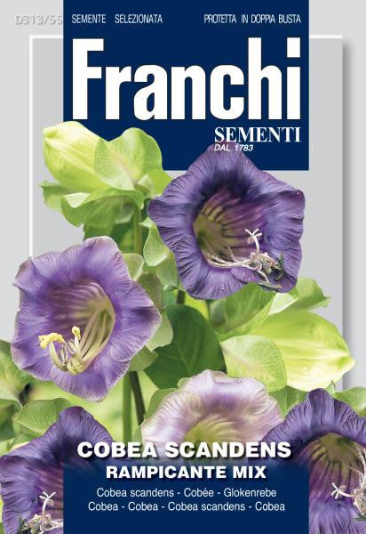 Cobea Scandens Climbing Mix (DBF 313-55)