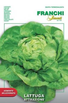 Lettuce Attrazione (79-13)