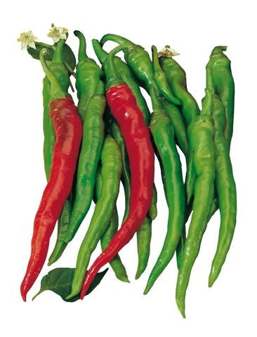 Peperone Dolce Bergamo (DBO 97-8)