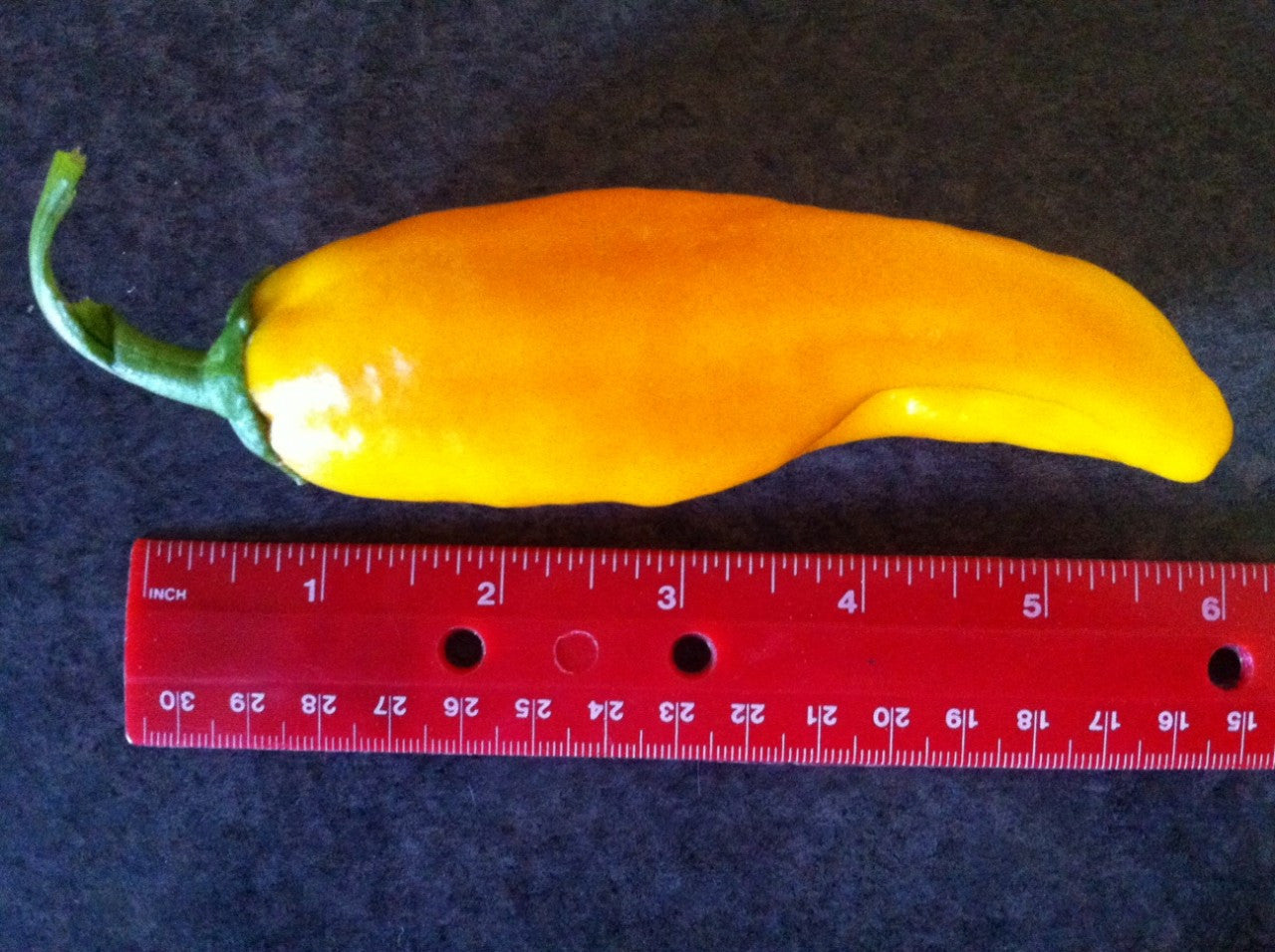 As big and beautiful in the Seeds from Italy trial garden as the photo on the package!