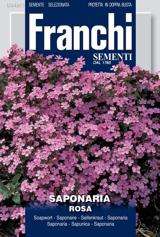 Saponaria/ Rock Soapwort (349-1)