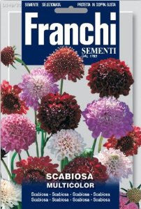 pincushion plant seeds Pincushion Flower / Scabiosa (349-30) – Seeds from Italy