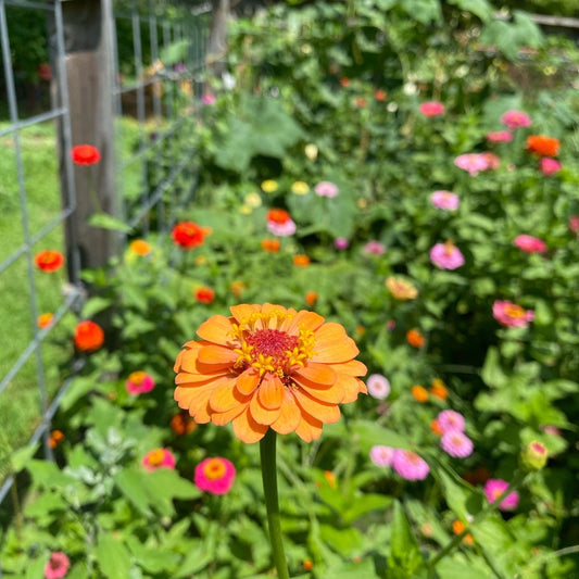 Flowers to Start Now