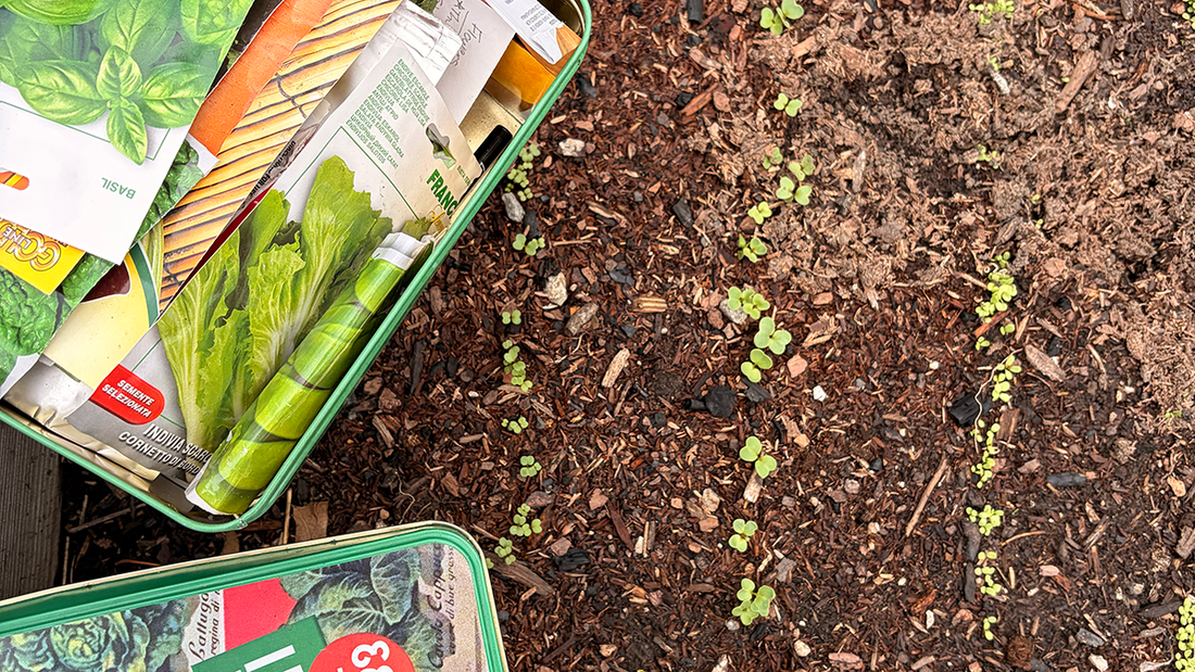 How to Store Your Seeds