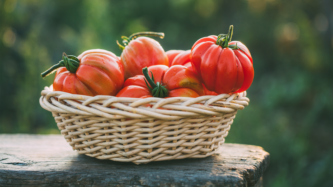 Summer Gardening Tips for Success