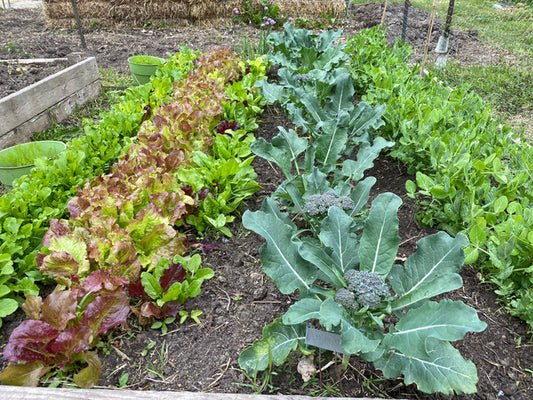 Scheduling the Fall Garden