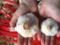 Garlic varieties explained