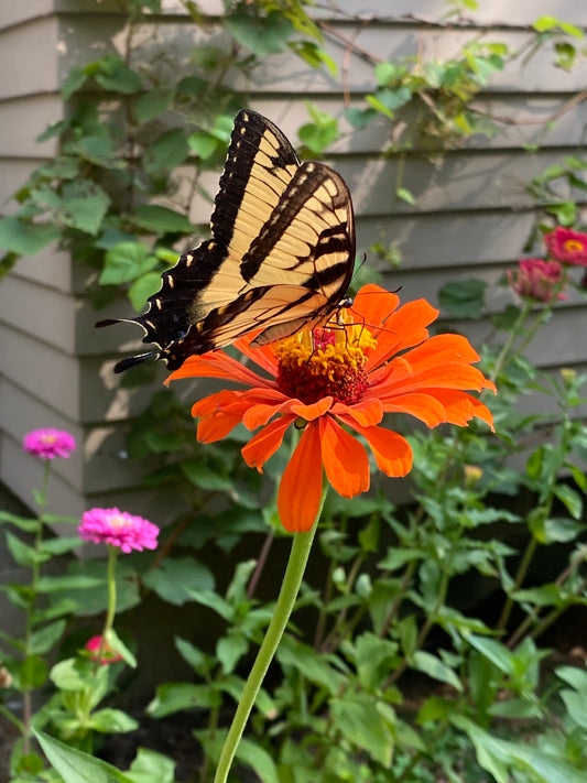 Pollinators in Vegetable Gardens