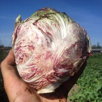 Horse-powered radicchio