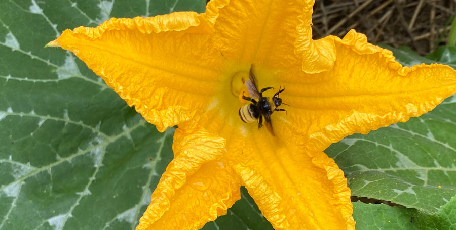 Pollination Problems