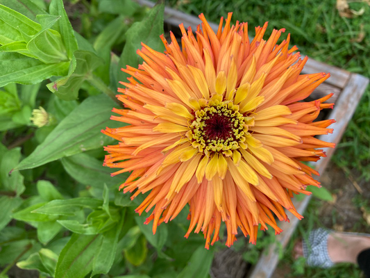 Flowers to Plant Now, Enjoy This Summer