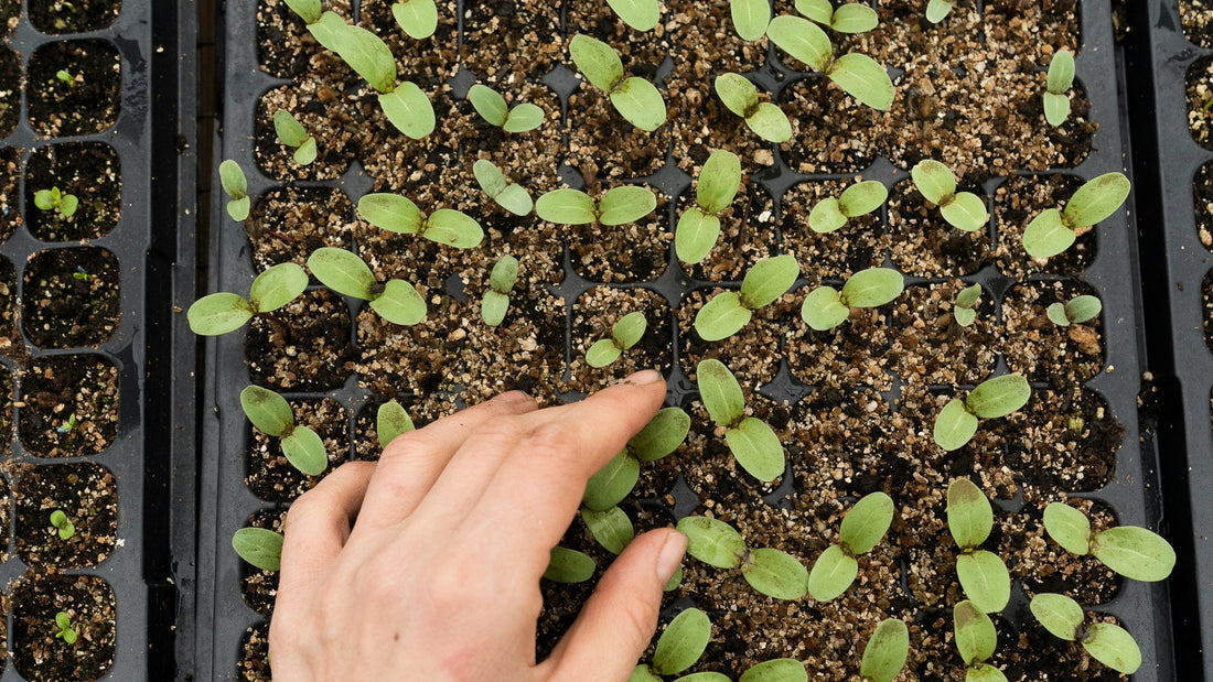 What to Plant Now