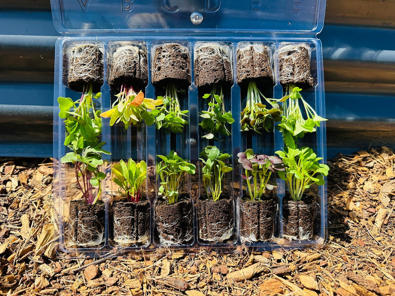 Seedlings