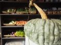 Zucca (Winter Squash)