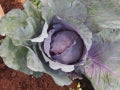 Brussels Sprouts & Cabbage