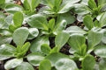 Greens
