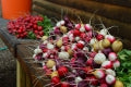 Radish & Turnip