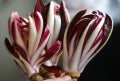 Chicory & Radicchio