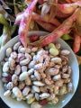 Shell Beans